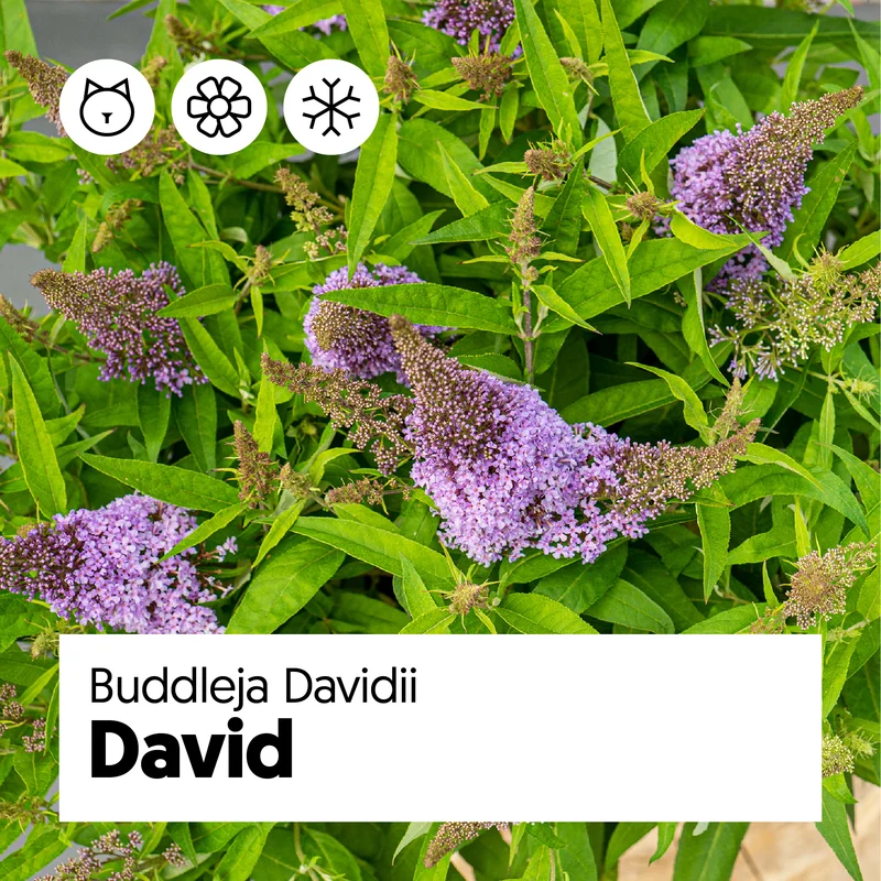 Buddleja davidii "Little Lila" (Schmetterlingsflieder) (S)