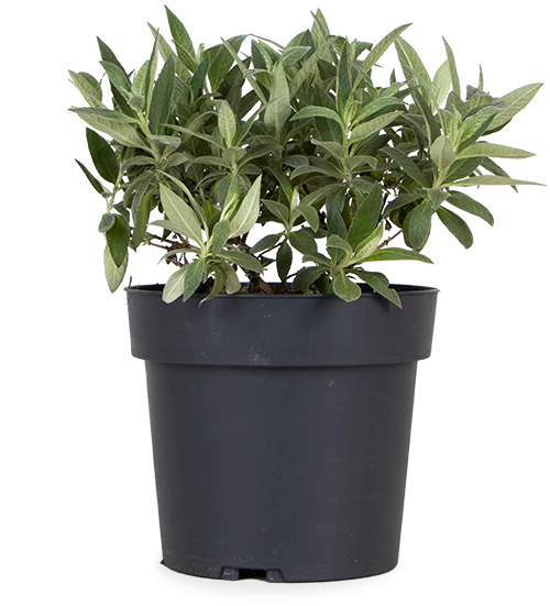 Buddleja davidii "Little Lila" (Schmetterlingsflieder) (S)