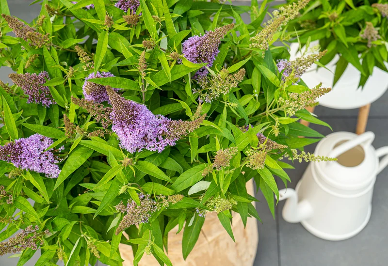 Buddleja davidii "Little Lila" (Schmetterlingsflieder) (S)