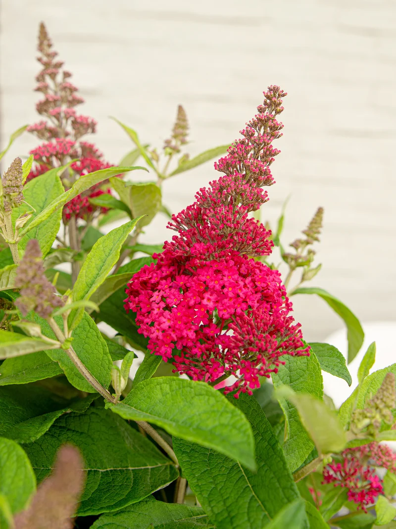 Buddleja davidii "Little Ruby" (Schmetterlingsflieder) (S)