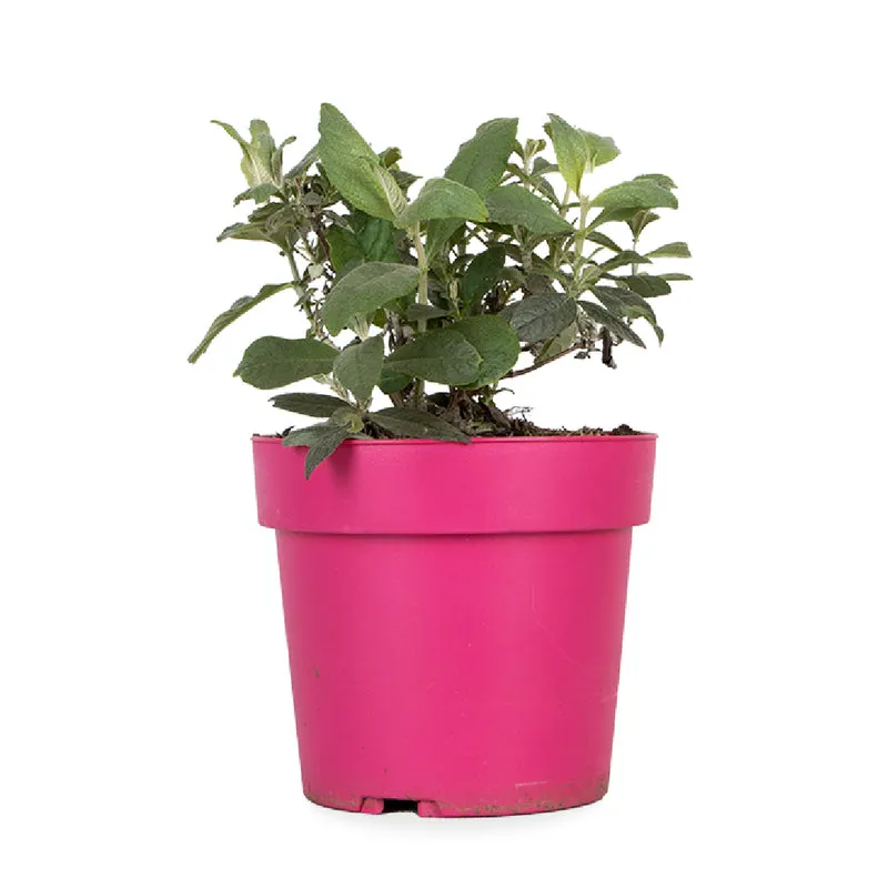 Buddleja davidii "Little Ruby" (Schmetterlingsflieder) (S)