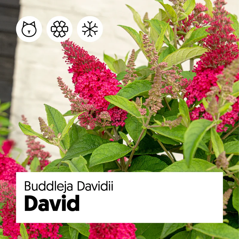 Buddleja davidii "Little Ruby" (Schmetterlingsflieder) (S)