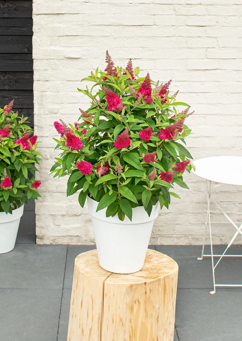 Buddleja davidii "Little Ruby" (Schmetterlingsflieder) (S)