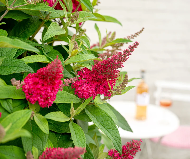 Buddleja davidii "Little Ruby" (Schmetterlingsflieder) (S)