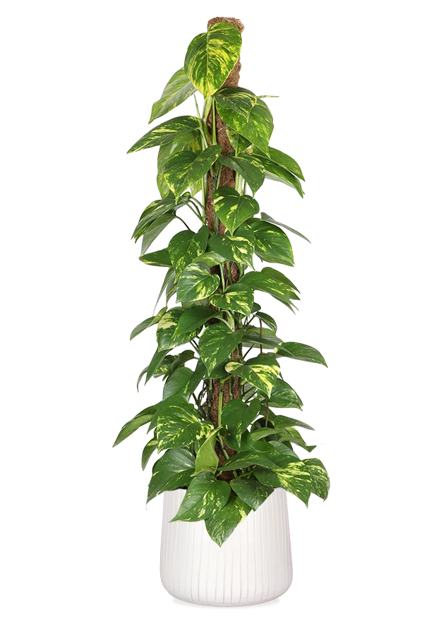 Epipremnum aureum (Efeutute) (L)
