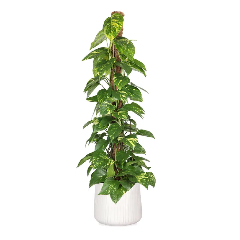 Epipremnum aureum (Efeutute) (L)
