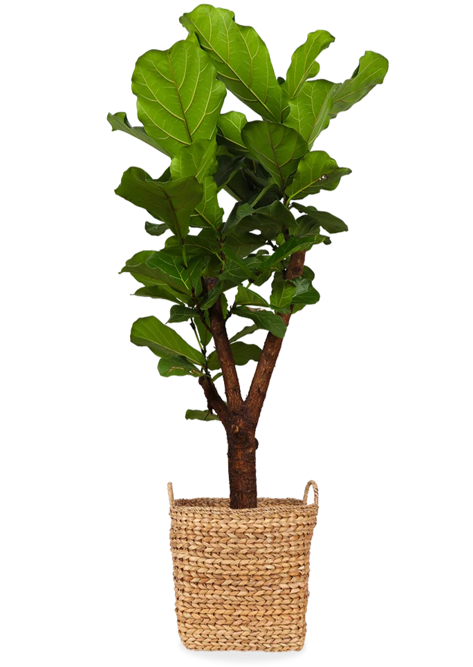Ficus lyrata verzweigter Stamm (Geigenfeige) (L)