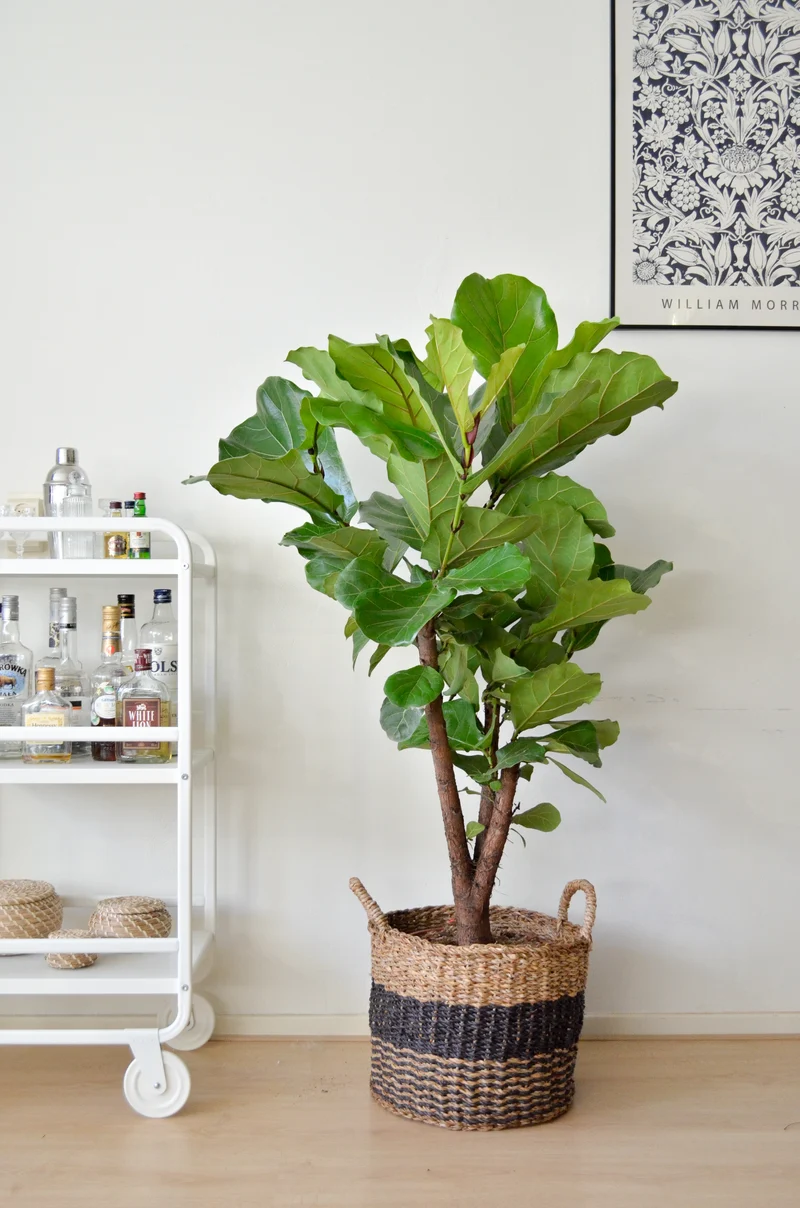 Ficus lyrata verzweigter Stamm (Geigenfeige) (L)