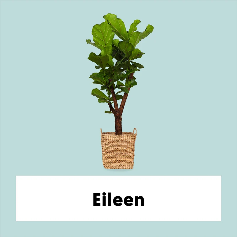 Ficus lyrata verzweigter Stamm (Geigenfeige) (L)