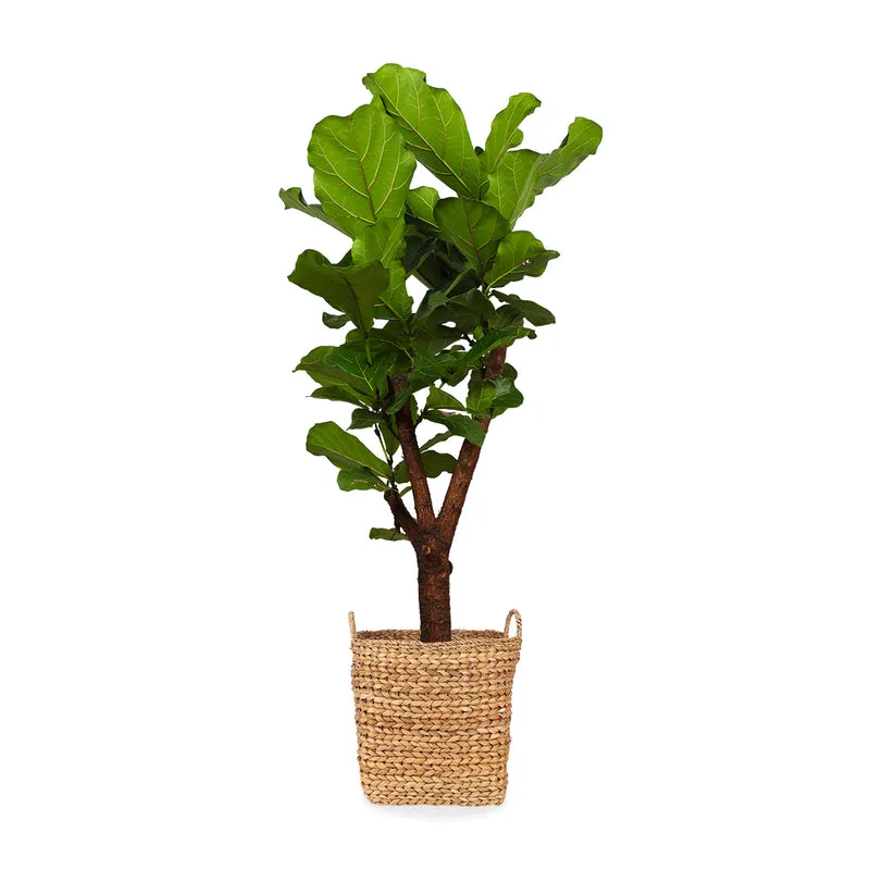 Ficus lyrata verzweigter Stamm (Geigenfeige) (L)
