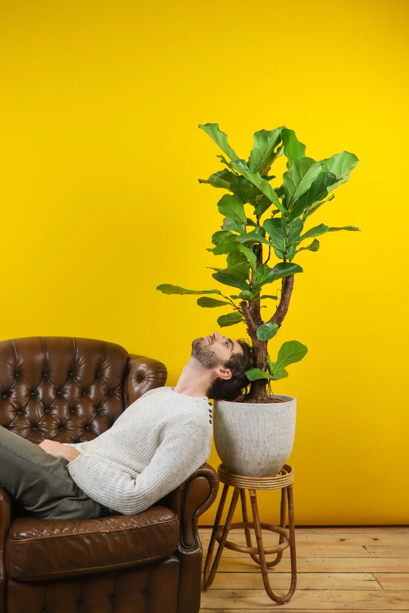 Ficus lyrata verzweigter Stamm (Geigenfeige) (L)