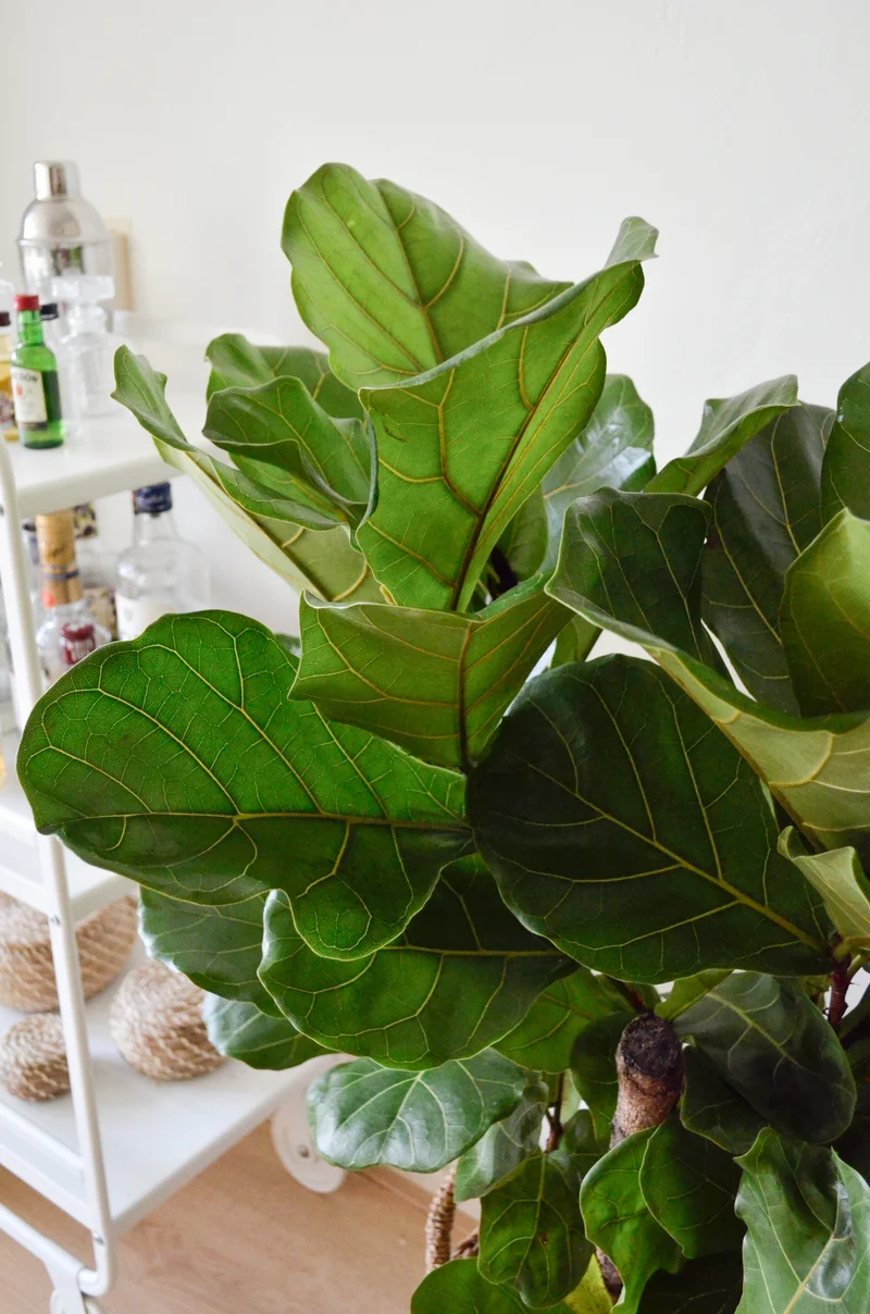 Ficus lyrata verzweigter Stamm (Geigenfeige) (L)