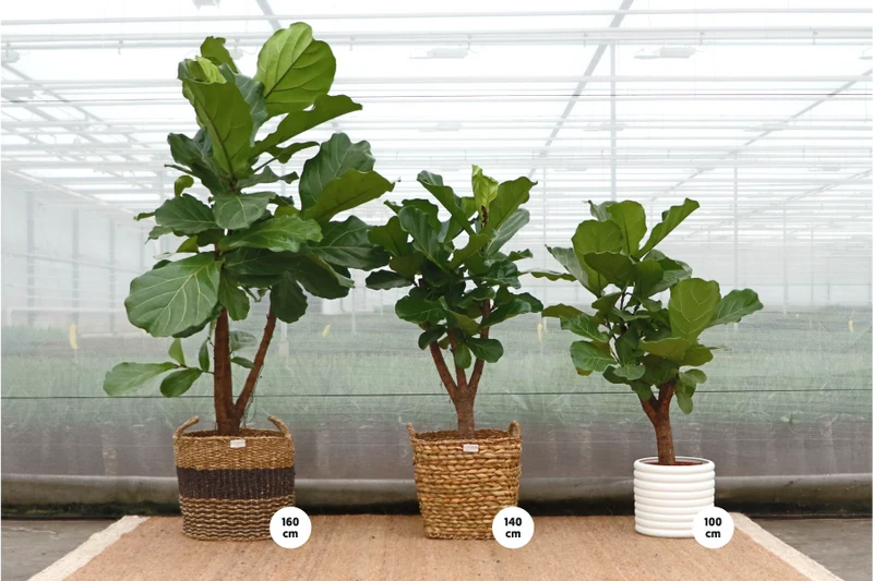 Ficus lyrata verzweigter Stamm (Geigenfeige) (L)