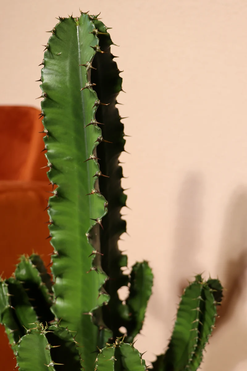 Euphorbia erytrea (Wolfsmilchkaktus) (M)