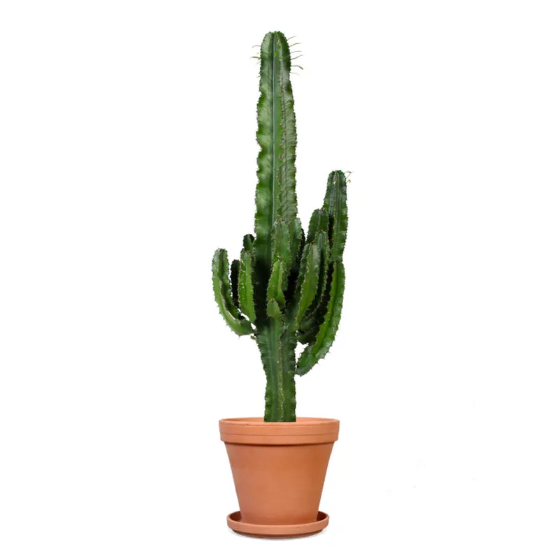 Euphorbia erytrea (Wolfsmilchkaktus) (M)