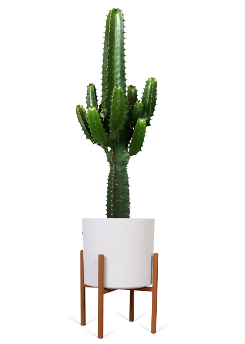 Euphorbia erytrea (Wolfsmilchkaktus) (M)