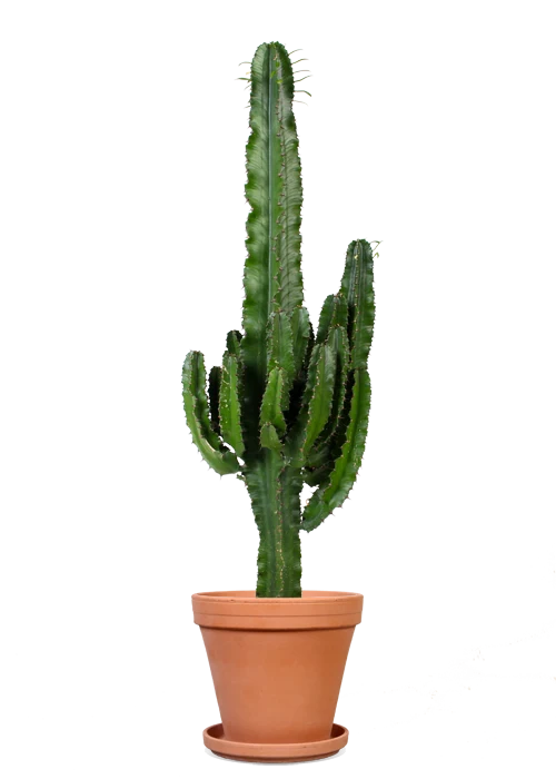 Euphorbia erytrea (Wolfsmilchkaktus) (M)