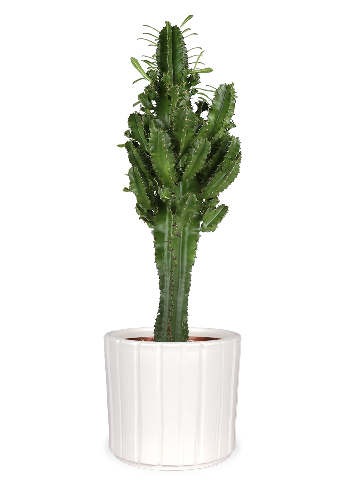 Euphorbia erytrea (Wolfsmilchkaktus) (M)