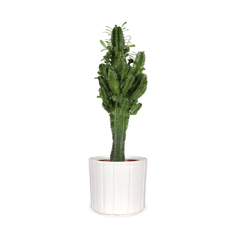 Euphorbia erytrea (Wolfsmilchkaktus) (M)