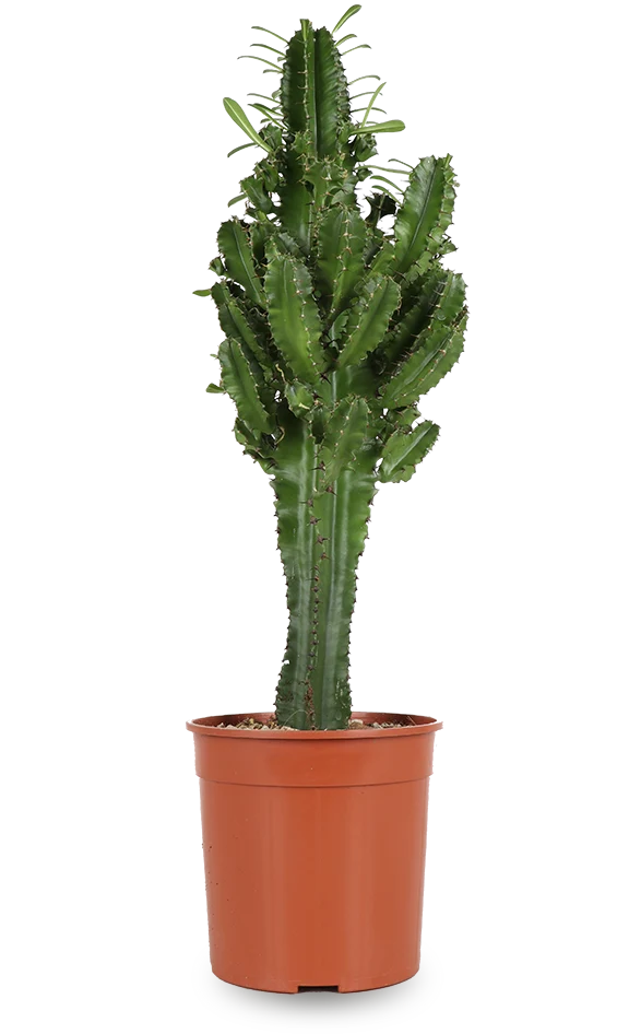 Euphorbia erytrea (Wolfsmilchkaktus) (M)