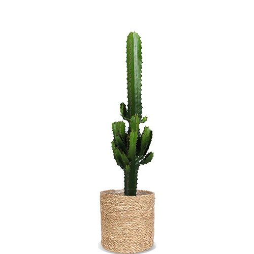 Euphorbia erytrea (Wolfsmilchkaktus) (M)