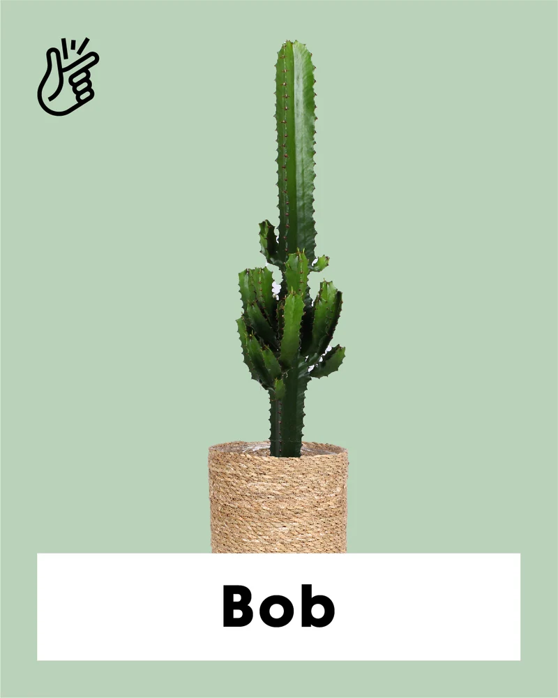 Euphorbia erytrea (Wolfsmilchkaktus) (M)