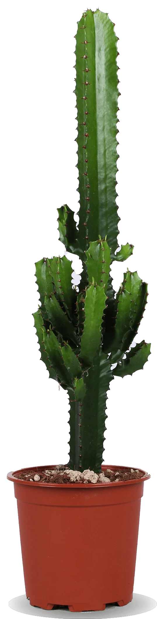Euphorbia erytrea (Wolfsmilchkaktus) (M)