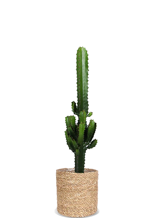 Euphorbia erytrea (Wolfsmilchkaktus) (M)