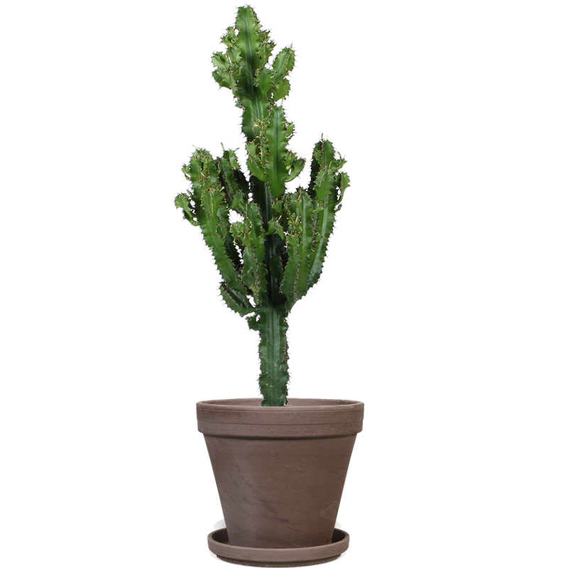 Euphorbia erytrea (Wolfsmilchkaktus) (M)