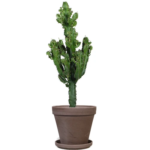 Euphorbia erytrea (Wolfsmilchkaktus) (M)