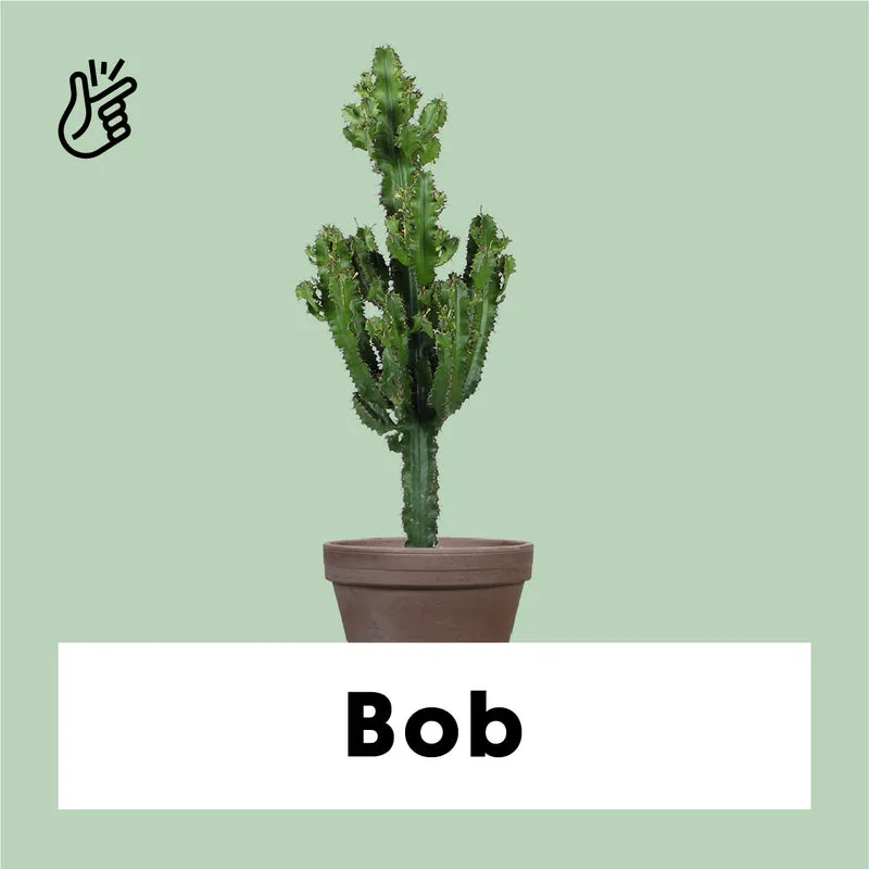Euphorbia erytrea (Wolfsmilchkaktus) (M)