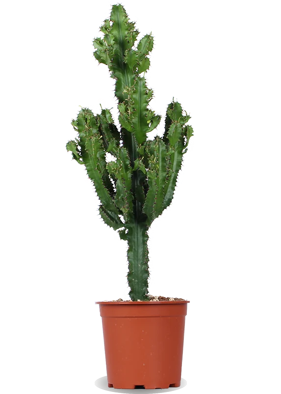 Euphorbia erytrea (Wolfsmilchkaktus) (M)