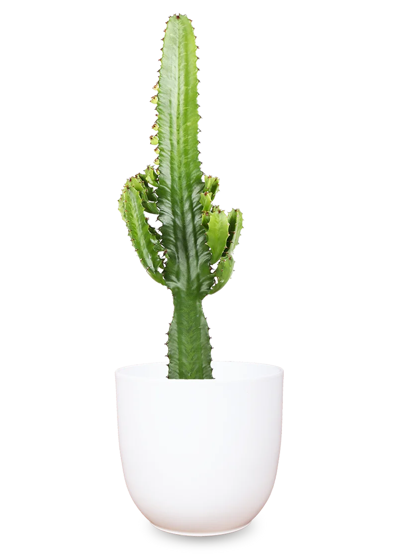 Euphorbia acruensis (Wolfsmilchkaktus) (M)