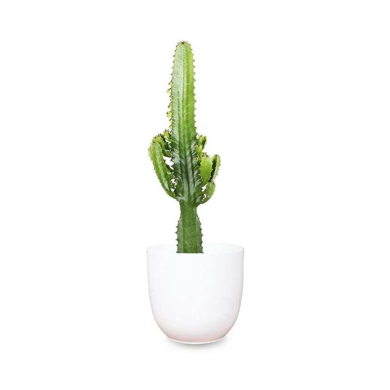 Euphorbia acruensis (Wolfsmilchkaktus) (M)