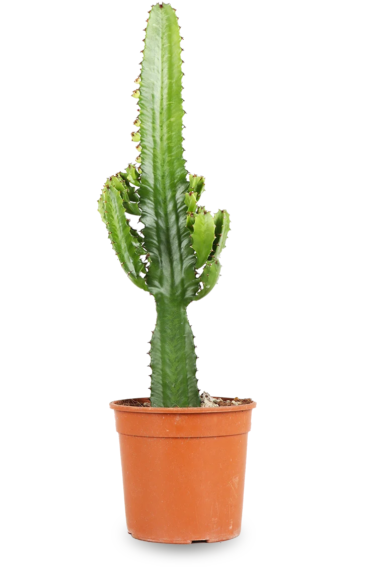 Euphorbia acruensis (Wolfsmilchkaktus) (M)