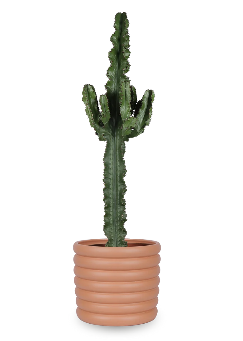 Euphorbia erytrea (Wolfsmilchkaktus) (L)