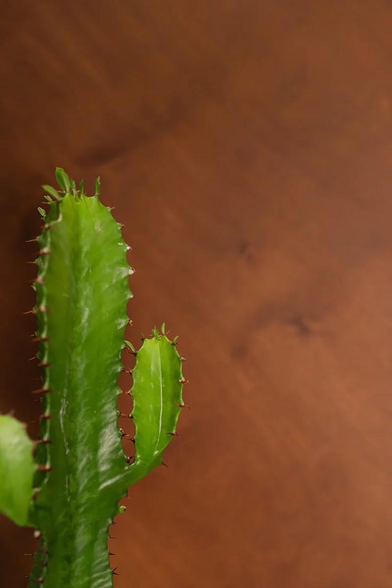 Euphorbia erytrea (Wolfsmilchkaktus) (L)
