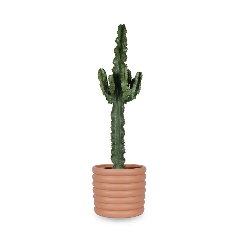 Euphorbia erytrea (Wolfsmilchkaktus) (L)
