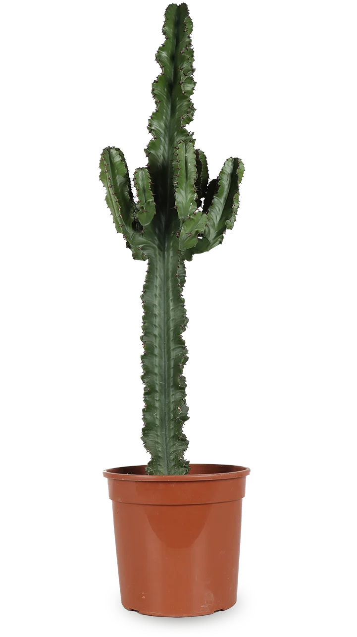 Euphorbia erytrea (Wolfsmilchkaktus) (L)