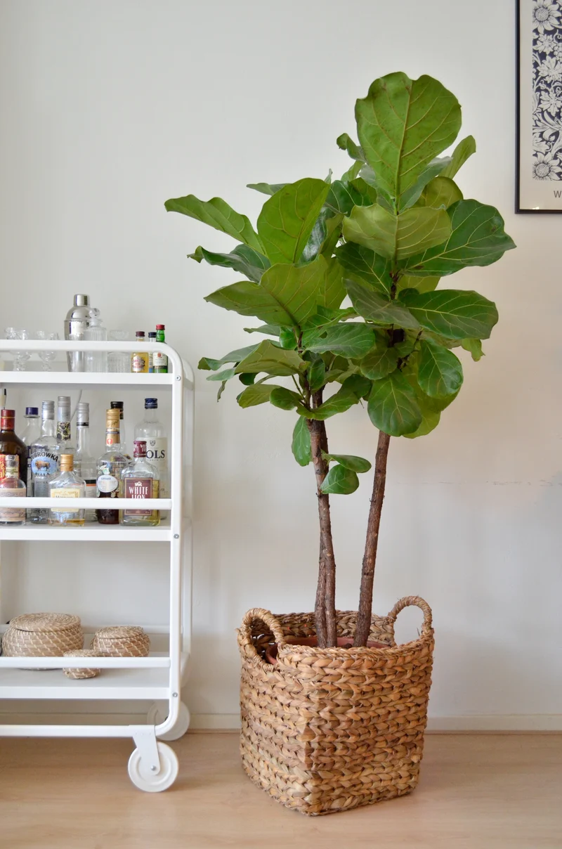 Ficus lyrata verzweigter Stamm (Geigenfeige) (XL)