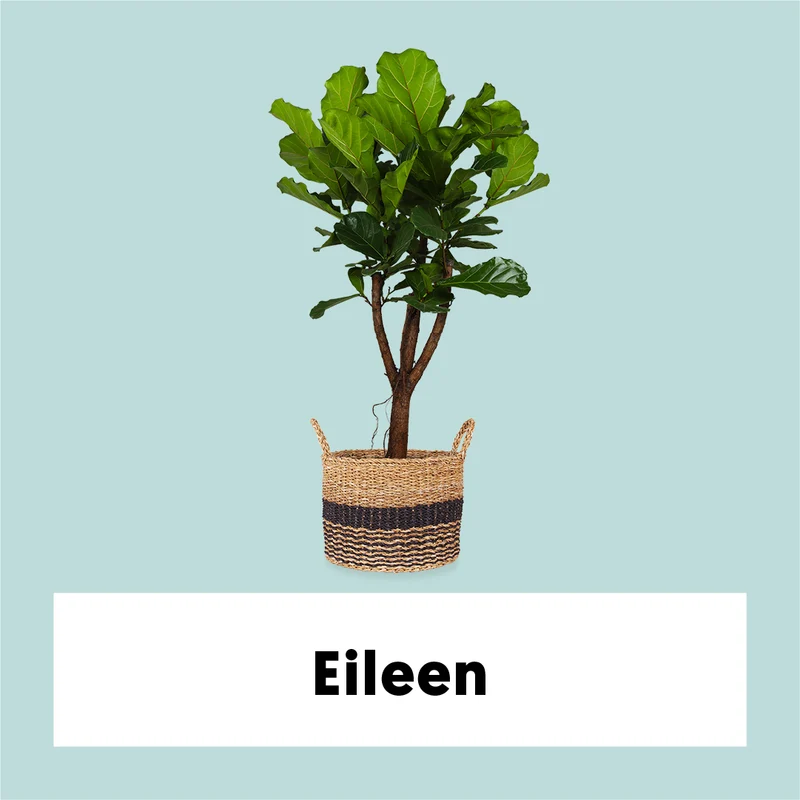 Ficus lyrata verzweigter Stamm (Geigenfeige) (XL)