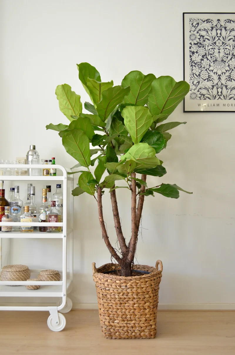 Ficus lyrata verzweigter Stamm (Geigenfeige) (XL)