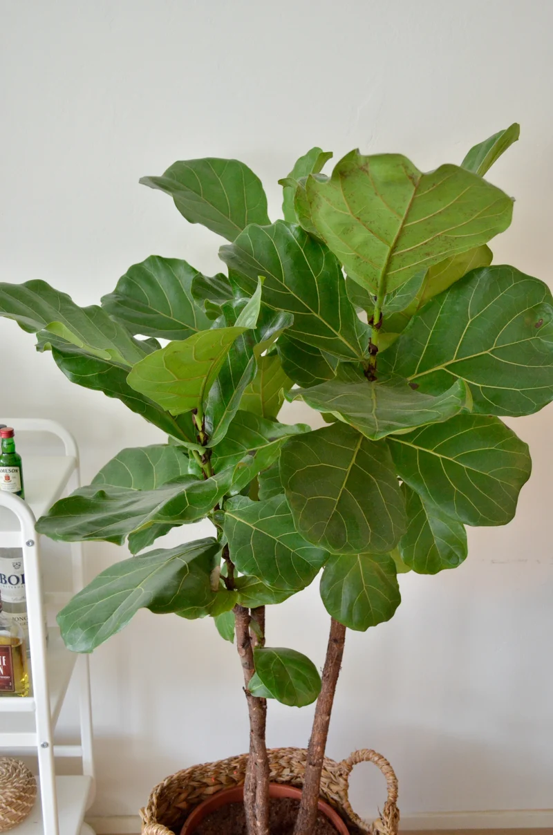 Ficus lyrata verzweigter Stamm (Geigenfeige) (XL)