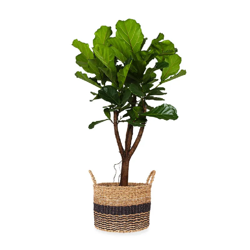 Ficus lyrata verzweigter Stamm (Geigenfeige) (XL)