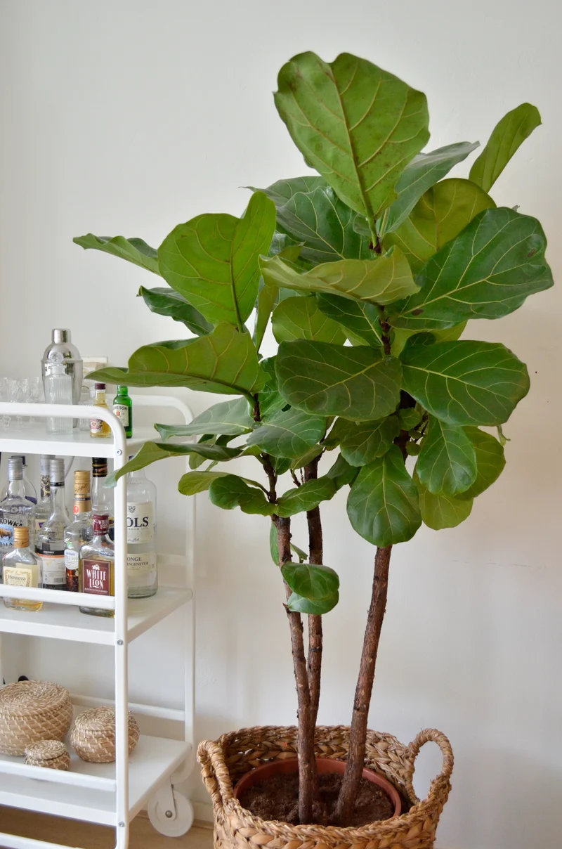 Ficus lyrata verzweigter Stamm (Geigenfeige) (XL)