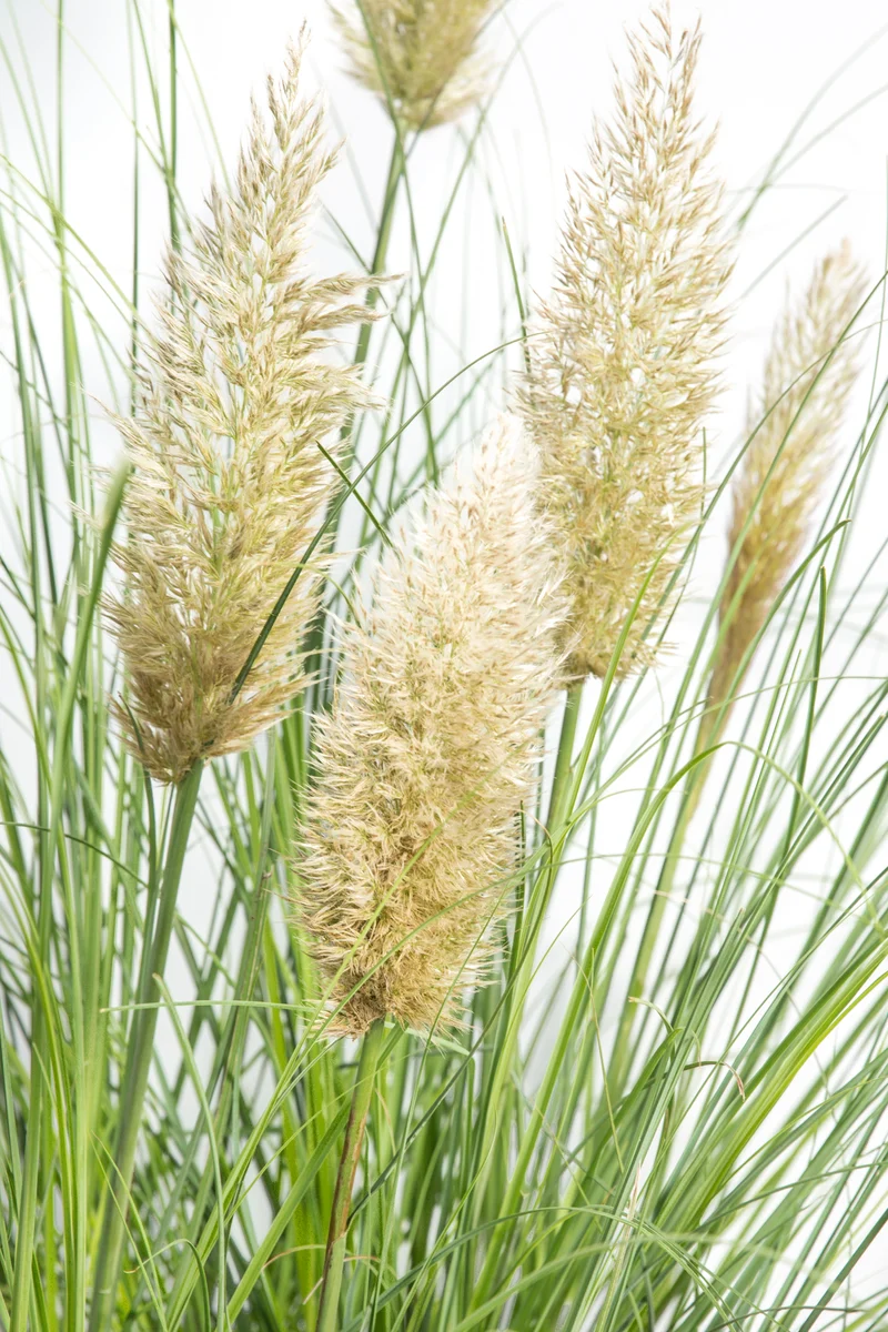 Cortaderia selloana evita (Pampasgras) (L)