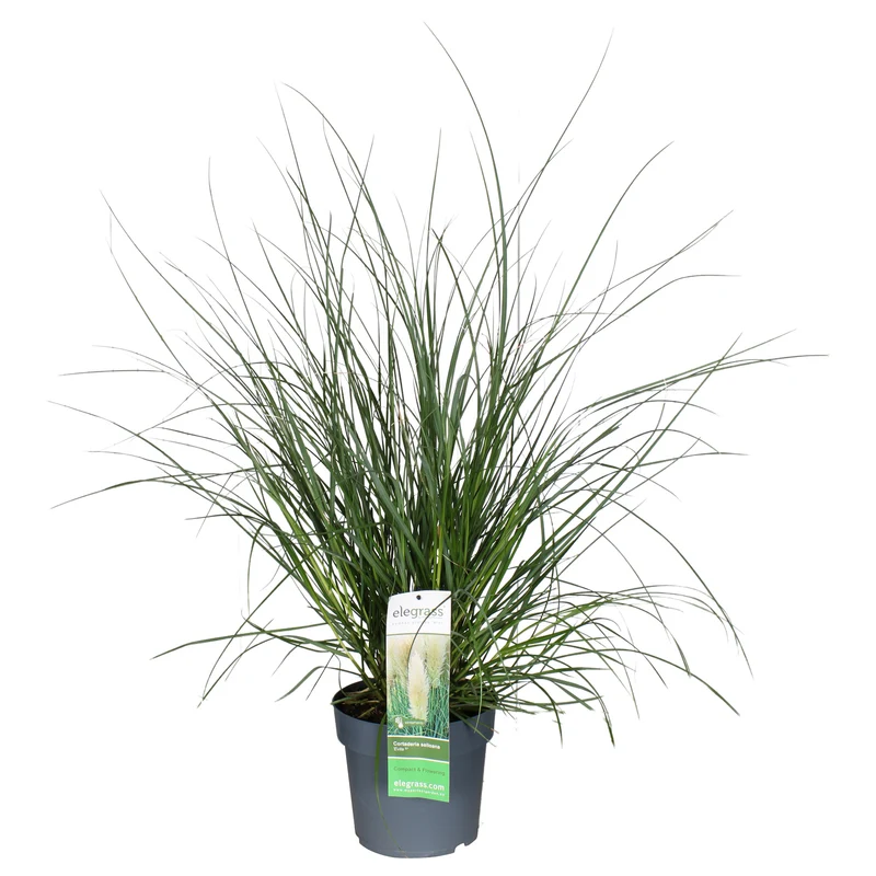 Cortaderia selloana evita (Pampasgras) (L)