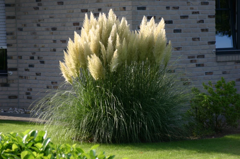 Cortaderia selloana evita (Pampasgras) (L)