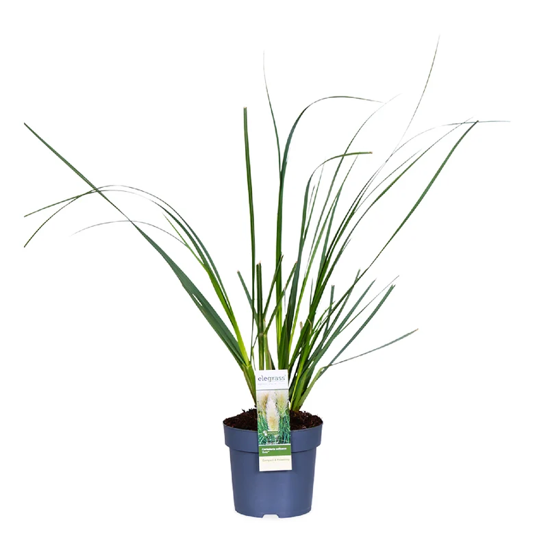 Cortaderia selloana evita (Pampasgras) (L)