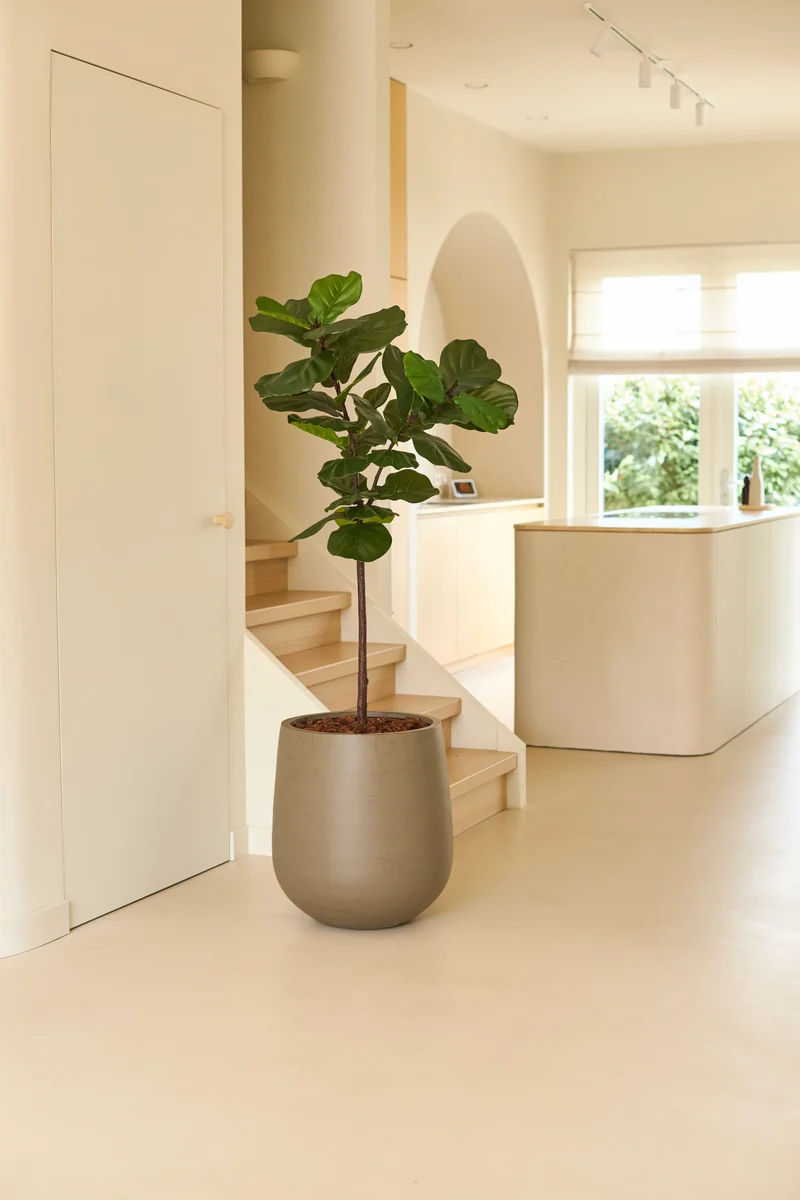 Kunstplant Ficus Tabaksplant Deluxe 155 cm